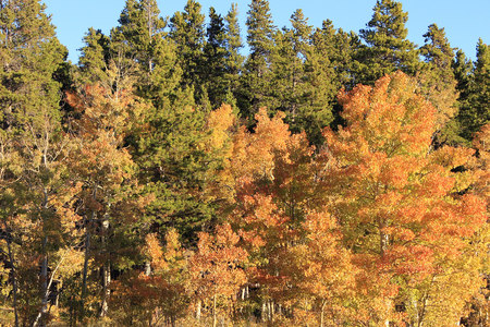 Autumn In Colorado