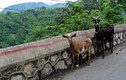 Travelers, Jamaica