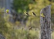 American Goldfinches summer meeting