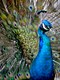 Garden Peacock, Mexico