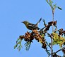 Black-throated Green Warbler (immature)