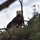 Bald Eagle guarding nest