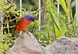 Painted Bunting not realizing how gorgeous he is