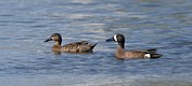 Blue Winged Teal couple
