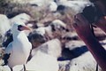 Getting up close with a booby