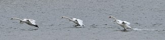 Mute Swans in Sync