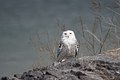 Snowy Owl, male, waiting for its mate