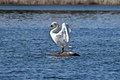 Mute Swan posing
