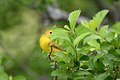Yellow Warbler plays peek a boo