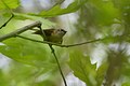 Female Redstart
