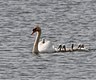Mute Swan family