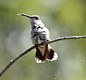 Hummingbird on Casual Friday