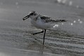 Non-breeding adult male Sanderling with lunch