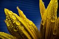 Sunflower Drops