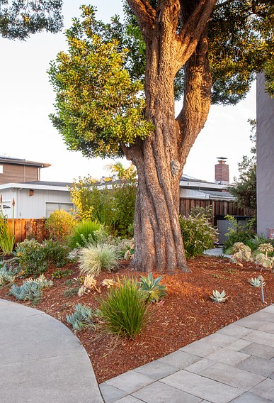 Coastal California Landscape Orchard Keepers