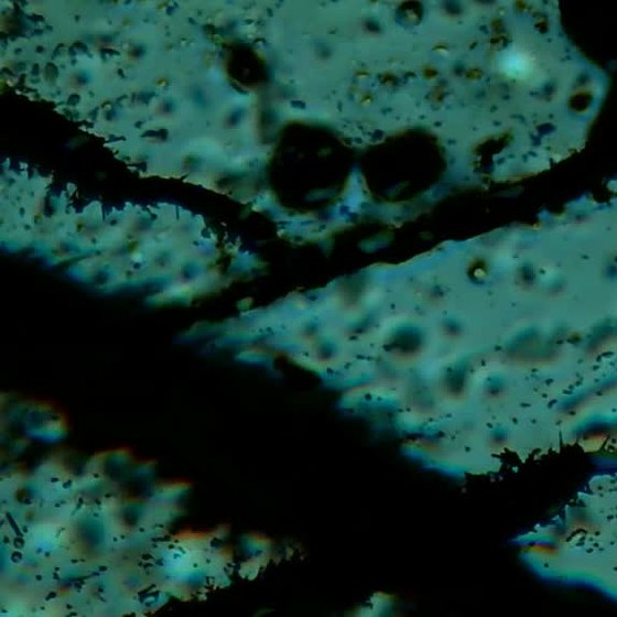 MICROSCOPE
