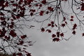 Leaves of Red: 2