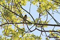 Bay-Breasted Warbler (spring)