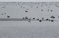 Glaucous Gull (with geese and mergansers)