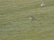 Pacific Golden-Plover (with Black-Bellied Plover)