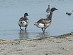 Brant (with Willet)