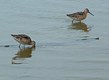 Long-Billed and Short-Billed Dowitcher