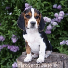 Beagles Submissions