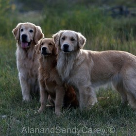 Retrievers Submissions