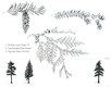 Evergreens of the Puget Sound