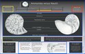 Ammonites versus Nautili